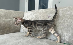 Bengal cats for sale: Adorable Female Blue Bengal Kitten TICA REG - Image 10