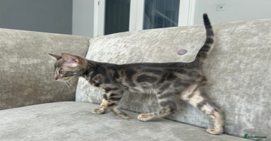 Bengal cats - Advert 3
