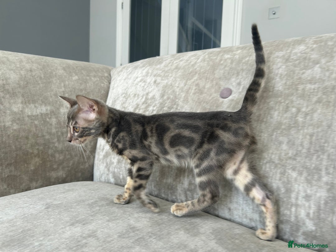 Bengal cats for sale: Adorable Female Blue Bengal Kitten TICA REG - Image 10