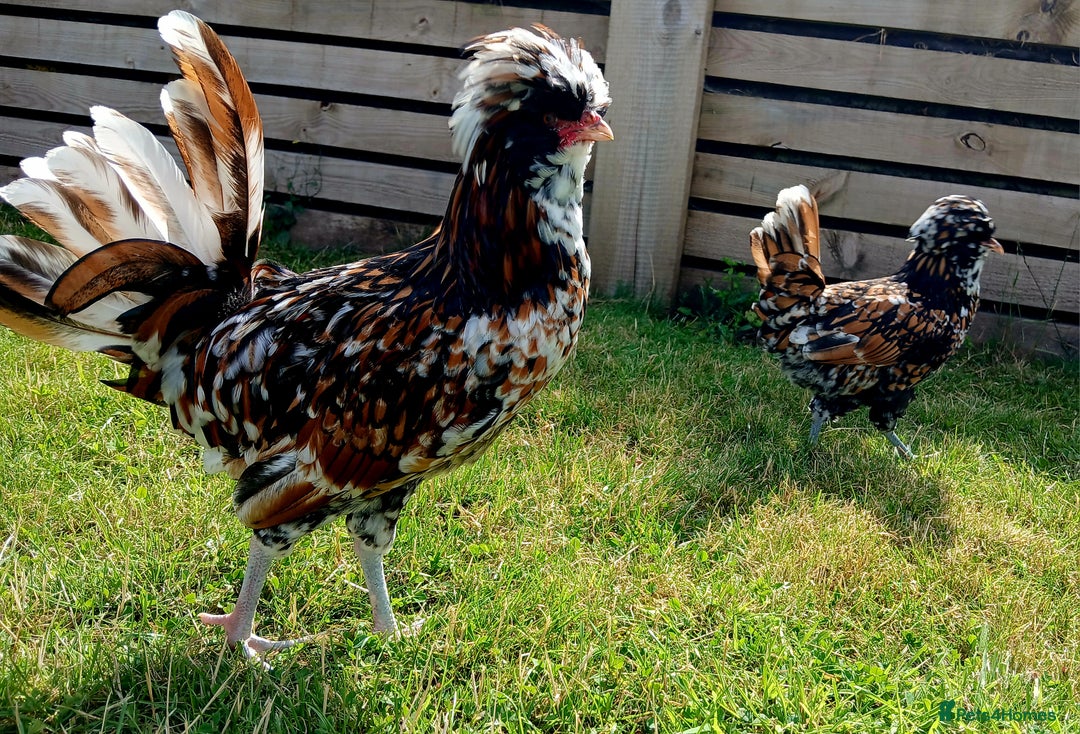 Chickens poultry for sale: Purebred Polish Tolbunt pairs - Image 12