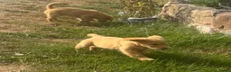 Golden Retriever dogs for sale: KC Healthy Golden Retriever Puppies - Advert 18