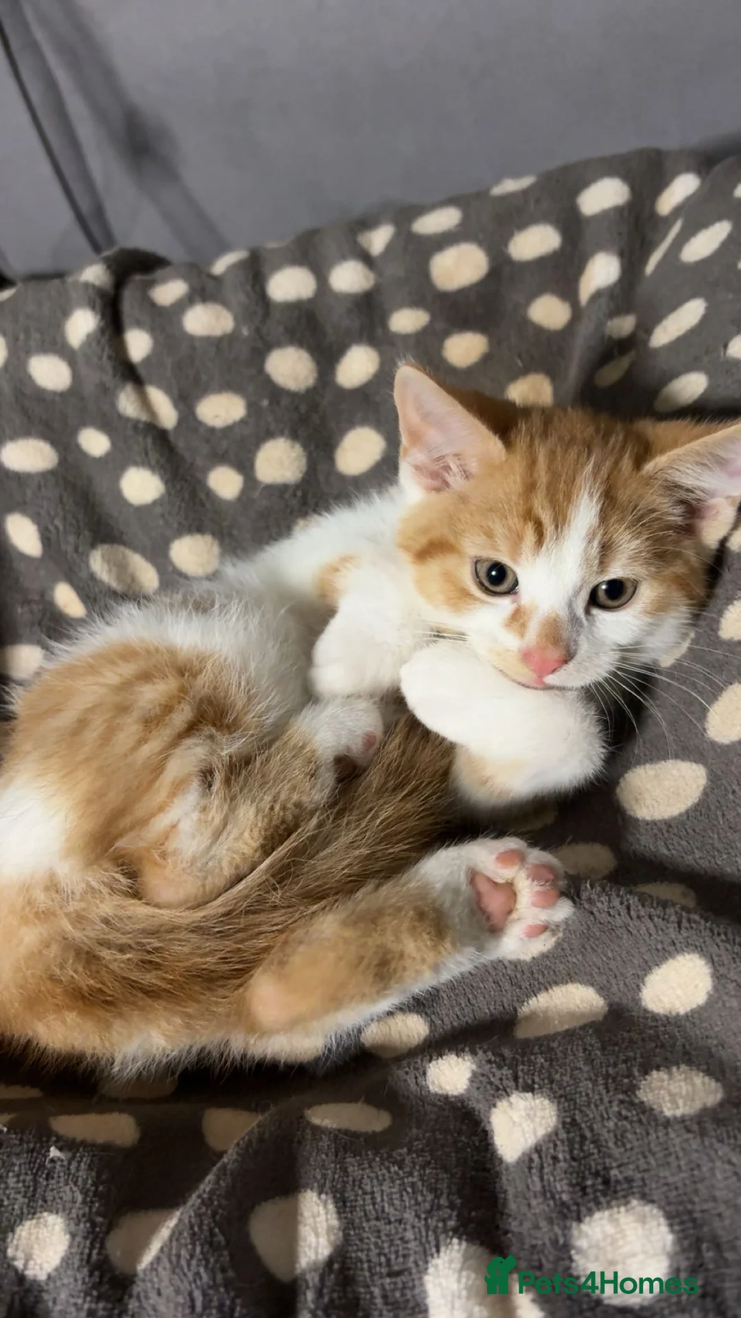American Shorthair cats for sale: X4 Ginger kittens - Ready to leave - Advert 14