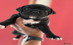 Staffordshire Bull Terrier dogs for sale: Outstanding KC blue gene carriers - Image 7
