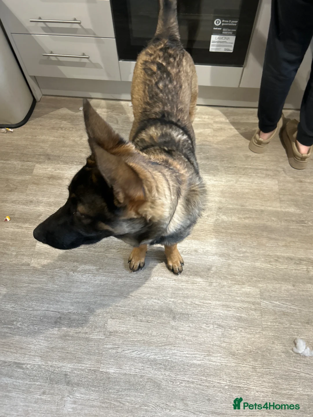 German Shepherd dogs for sale: German shepherd  in Kidderminster - Advert 3