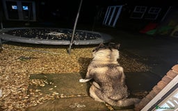 Akita dogs for sale: 4 year old Akita  - Image 10