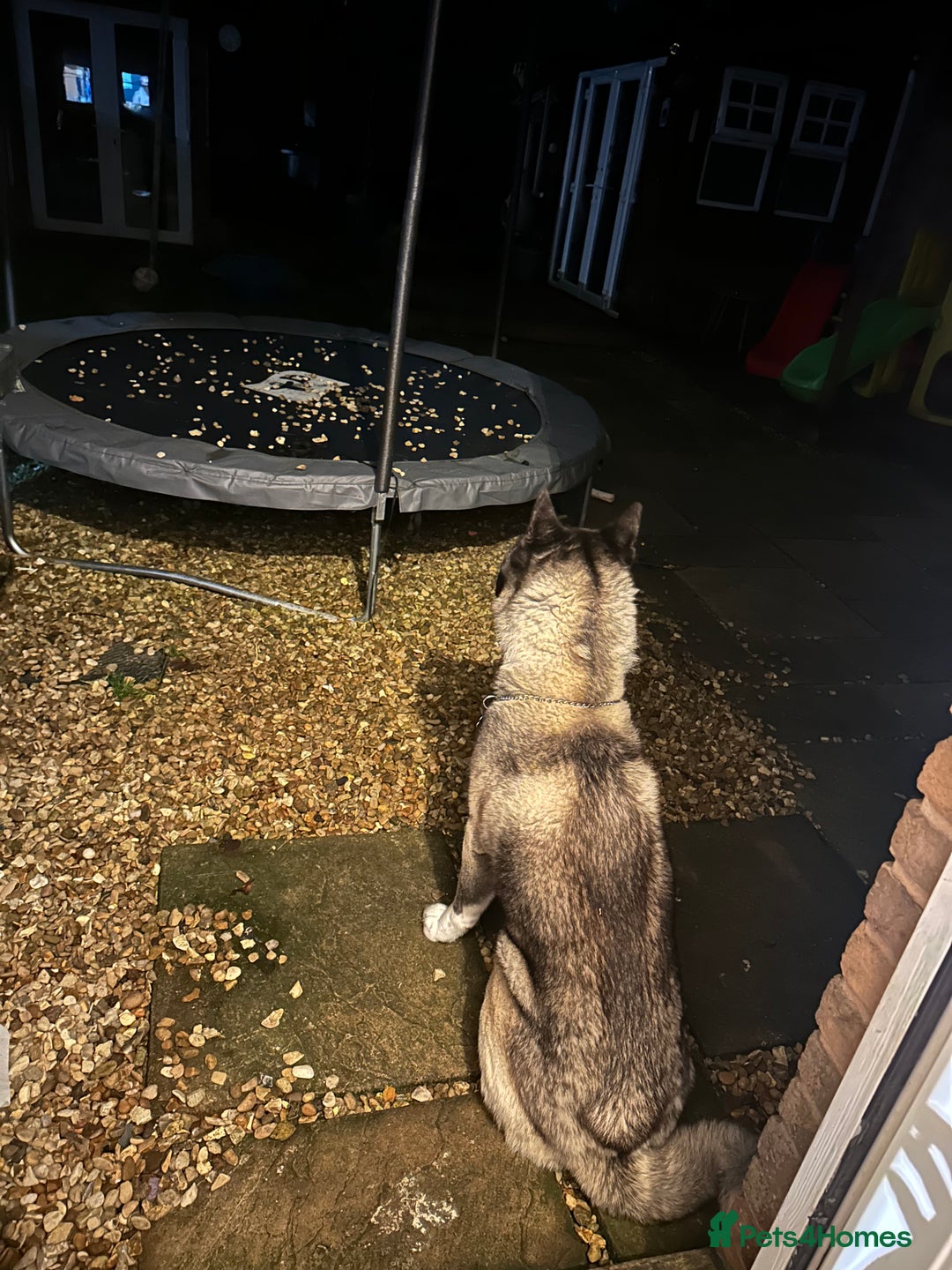 Akita dogs for sale: 4 year old Akita  - Image 10