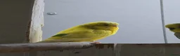 Budgerigars birds for sale: 4 female budgies for sale in Doncaster - Advert 7