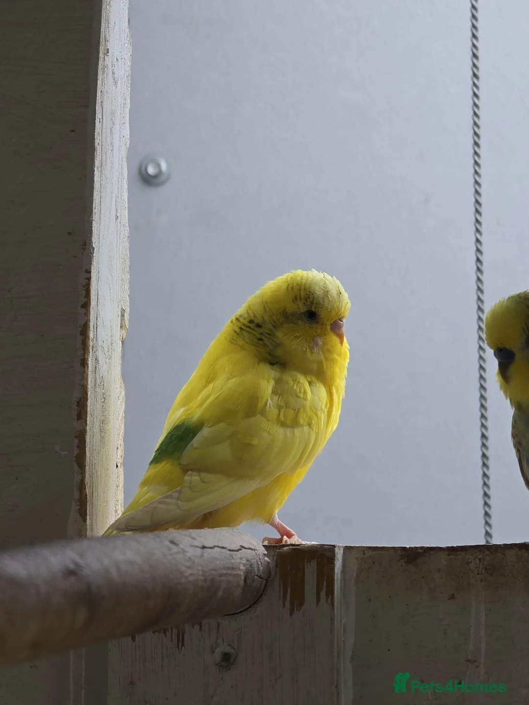 Budgerigars birds for sale: 4 female budgies for sale in Doncaster - Advert 7