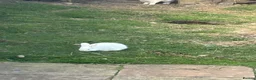 New Zealand rabbits for sale: Rabbit - New Zealand White in Inverness - Advert 2