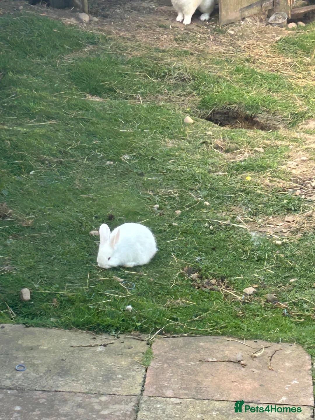 New Zealand rabbits for sale: Rabbit - New Zealand White in Inverness - Advert 2