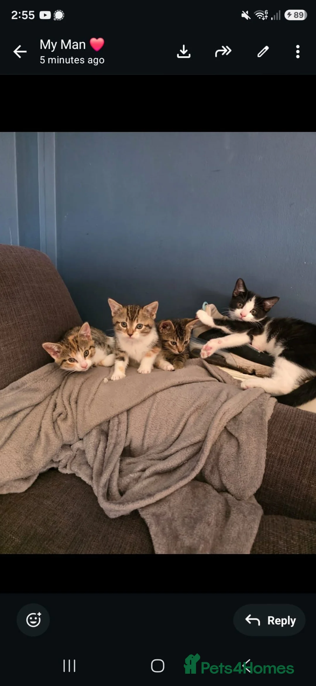 Mixed Breed cats for sale: Free to good home - Advert 2