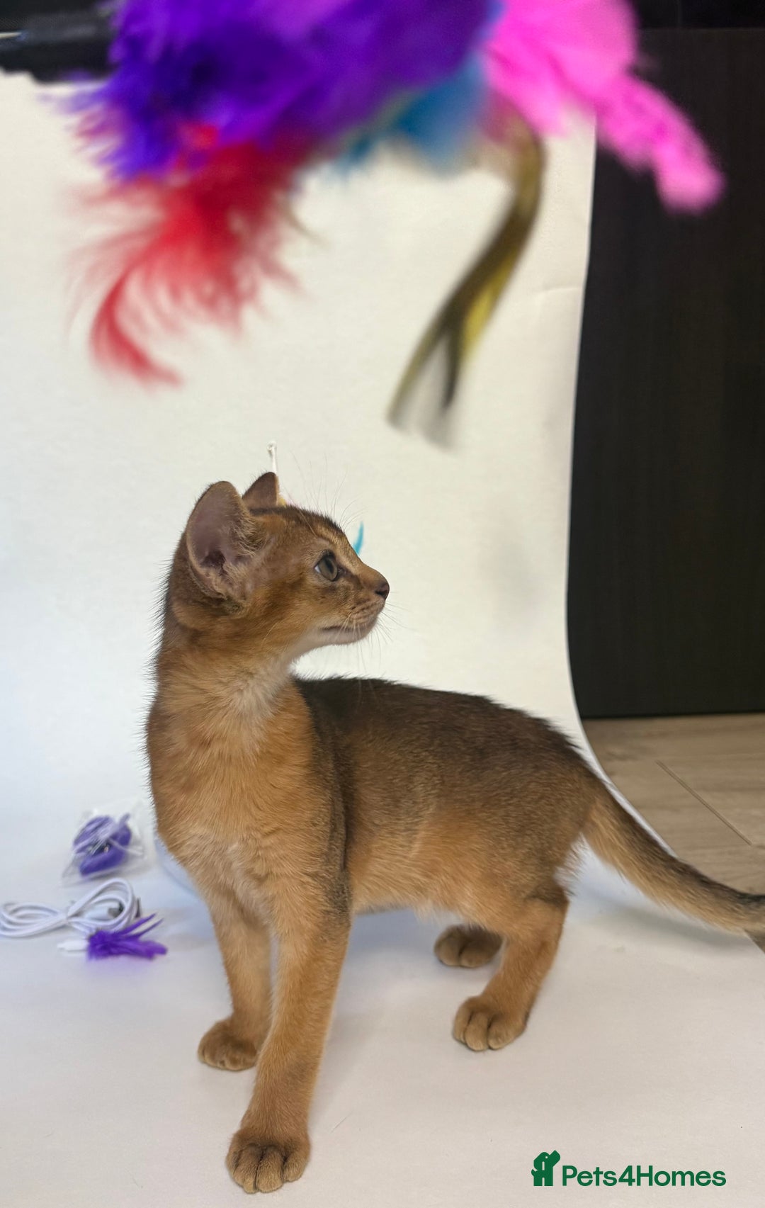 Abyssinian cats for sale: Abyssinian Kitten Boy Tica Show Quality  - Advert 15