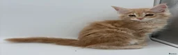 Maine Coon cats for sale: TICA ACTIVE CREAM/RED FEMALE MAINE COON - Advert 2