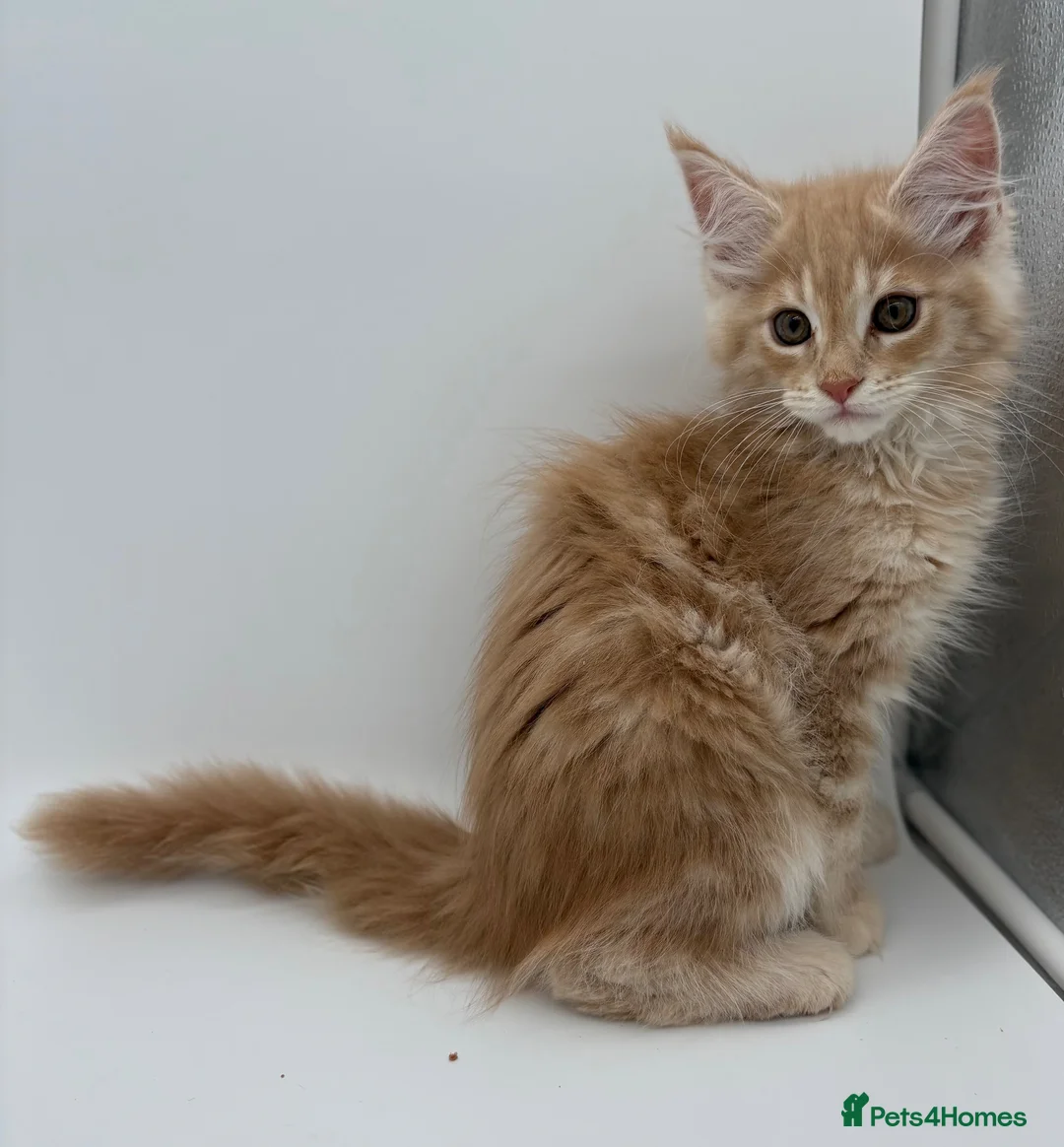 Maine Coon cats for sale: TICA ACTIVE CREAM/RED FEMALE MAINE COON - Advert 2
