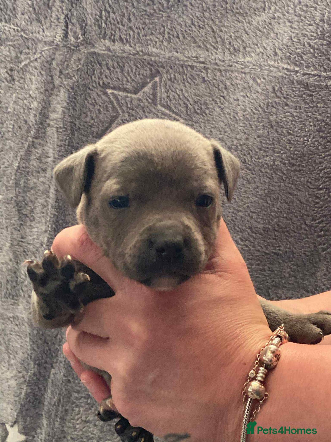 Staffordshire Bull Terrier dogs for sale: Blue Staffordshire bull terrier  - Image 4