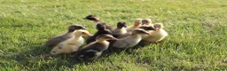 Ducks poultry for sale: Day old runner ducklings for sale  - Advert 1
