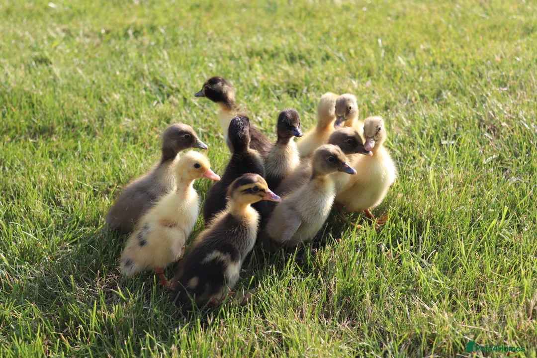 Ducks poultry for sale: Day old runner ducklings for sale  - Advert 1