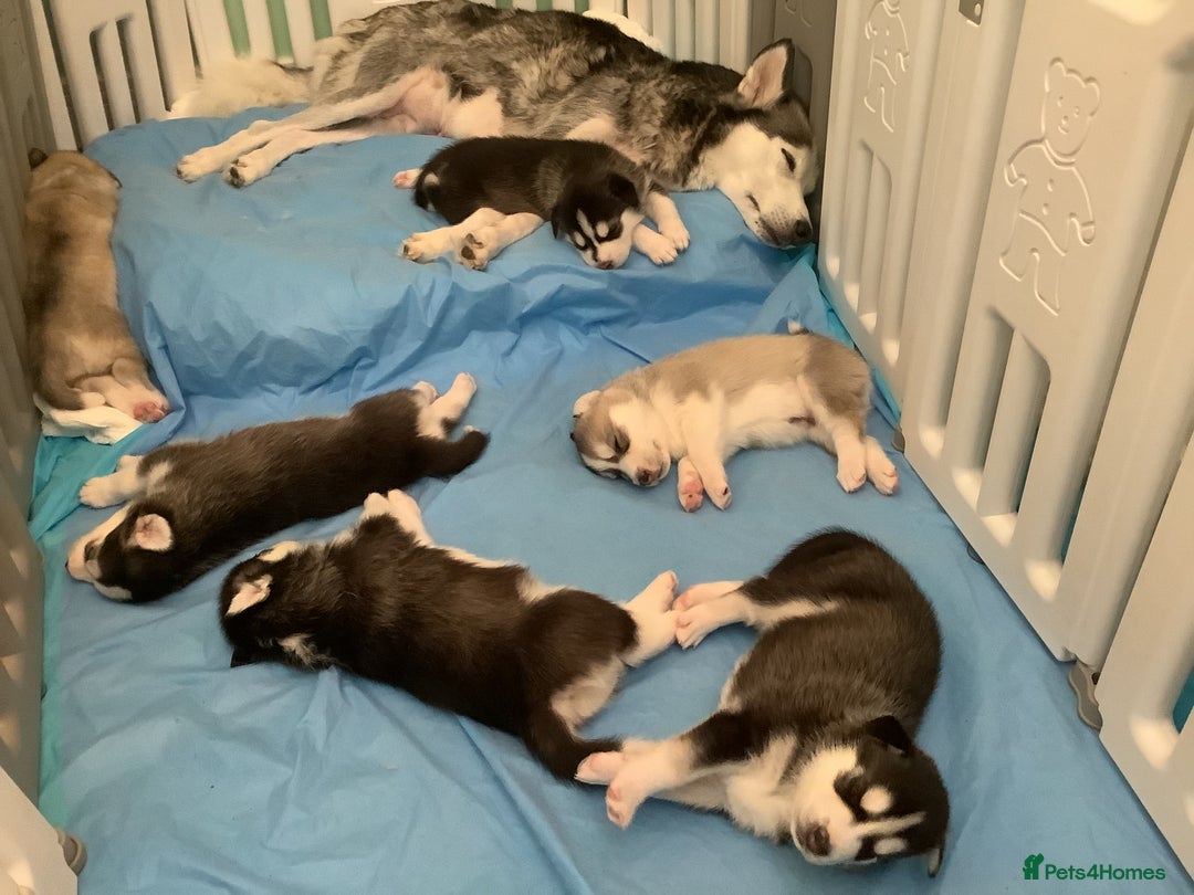 Siberian Husky dogs for sale: Gorgeous husky pups - Image 15