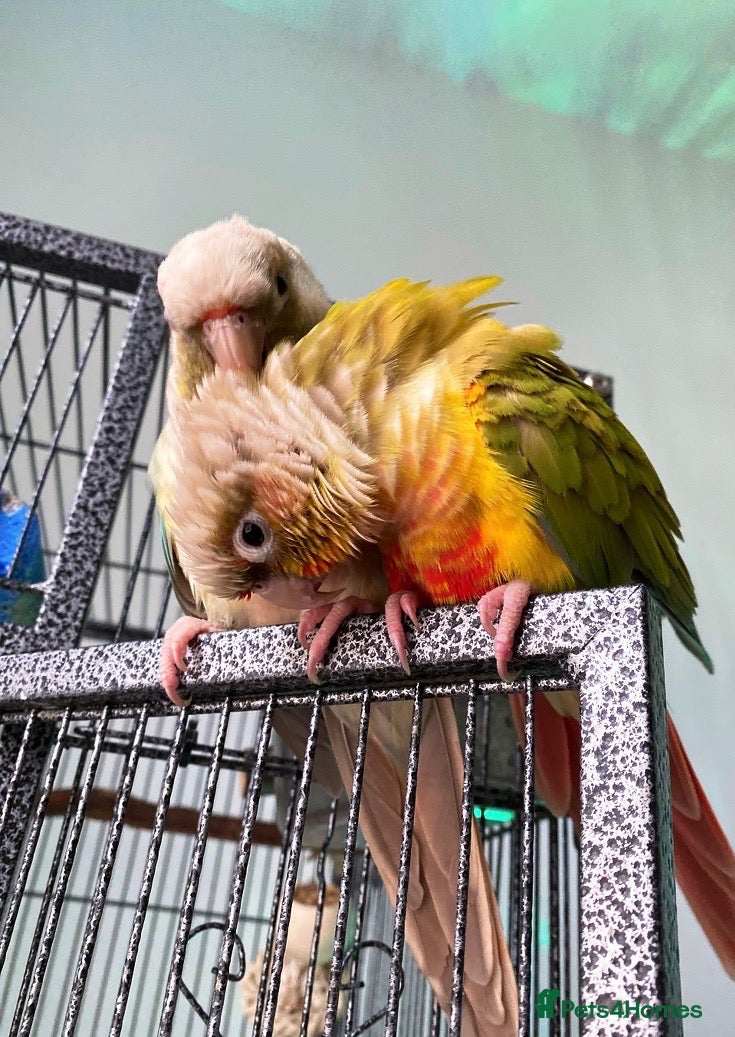Conures birds Two conures looking for a loving home  - Advert 2