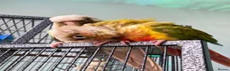Conures birds for sale: Two conures looking for a loving home  - Advert 1