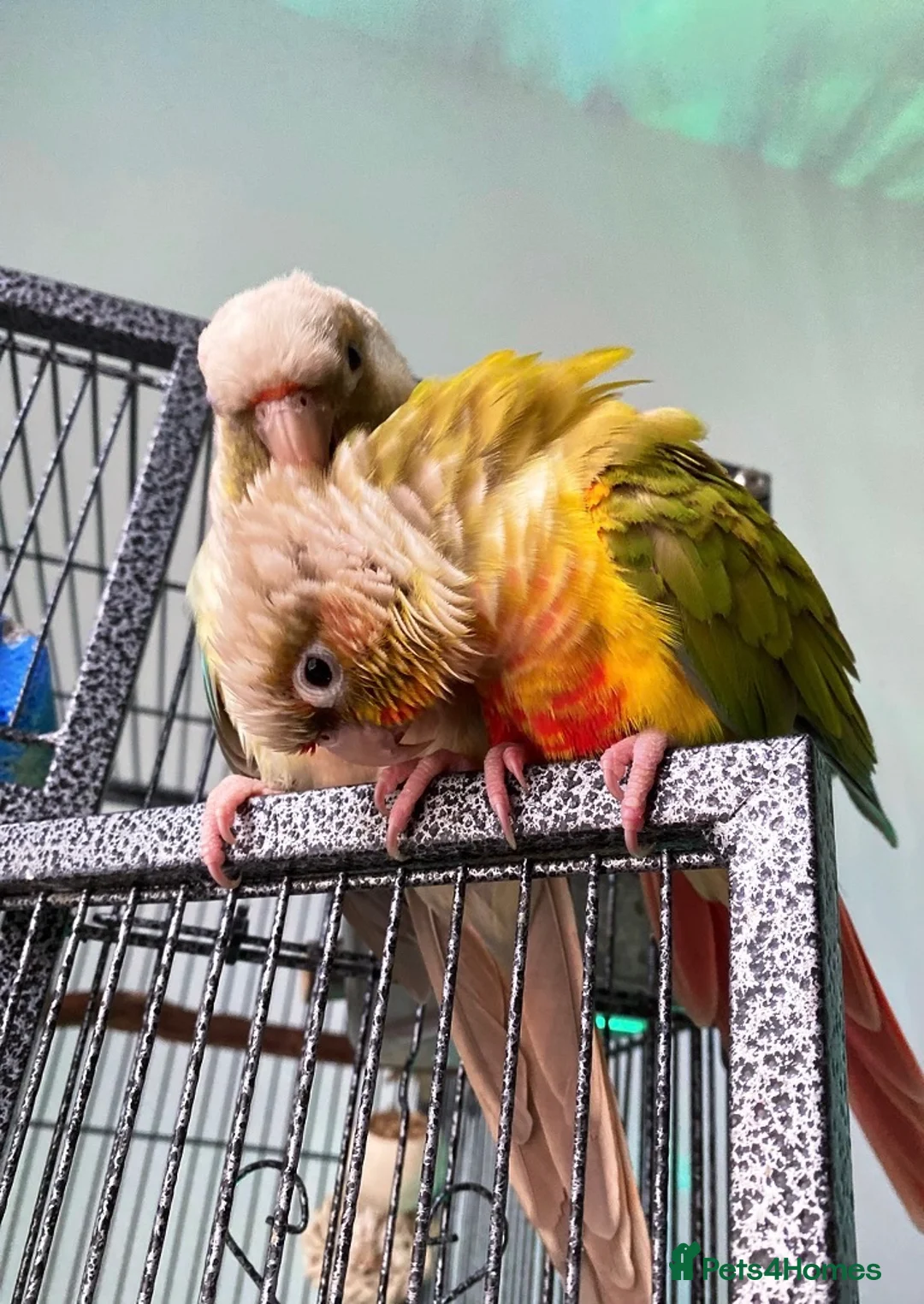 Conures birds for sale: Two conures looking for a loving home  - Advert 1
