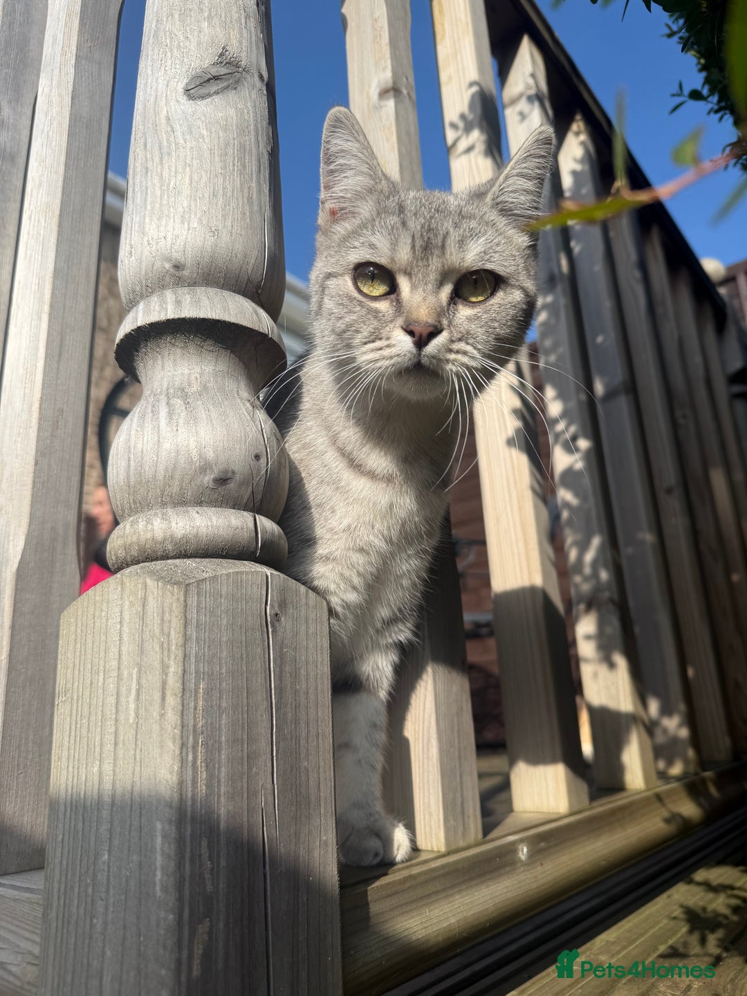 British Shorthair cats for sale: British Shorthair Girl Full of Personality! - Image 6