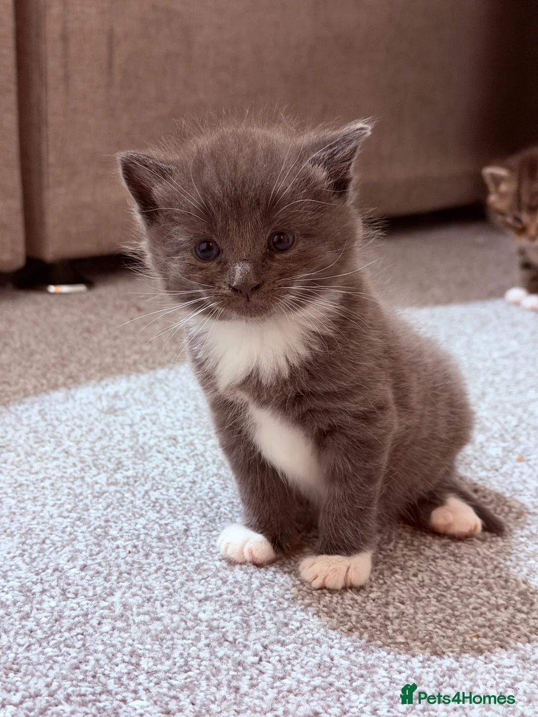 Mixed Breed cats for sale: No names yet - Advert 13