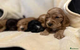 Cocker Spaniel dogs for sale: Adorable Show Cockers - Image 8