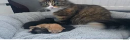 Mixed Breed cats for sale: Tabby mixed breed  - Advert 2