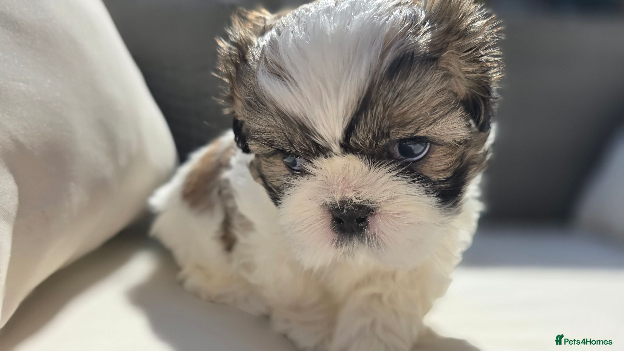 Shih Tzu dogs Beautiful Shih Tzu Boy for Sale - Advert 7