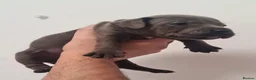 Staffordshire Bull Terrier dogs for sale: Amazing Rainbow litter of Puppy's  - Advert 8