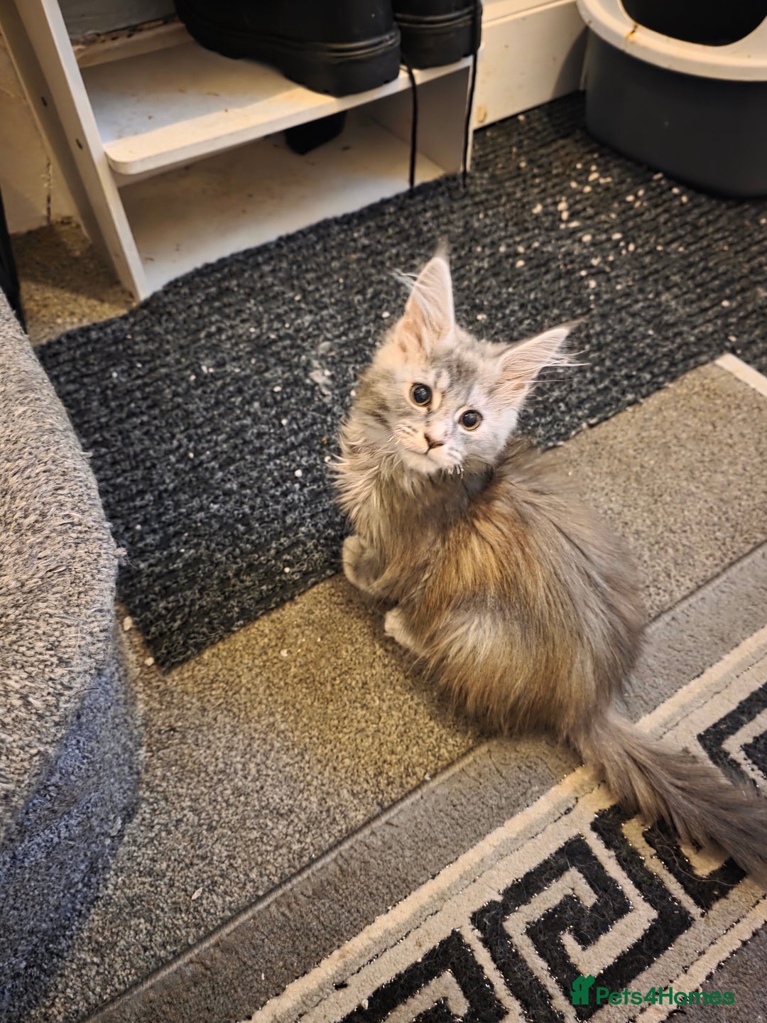 Maine Coon cats for sale: TICA REGISTERED STUNNING MAINE COON KITTENS  in Blackpool - Image 12