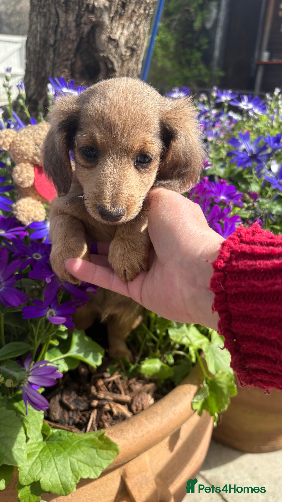 Miniature Dachshund dogs ♥️LONG COAT DAXI GIRLS ♥️ - Advert 14