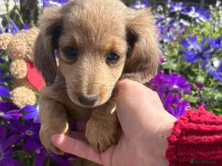 Miniature Dachshund dogs ♥️LONG COAT DAXI GIRLS ♥️ - Advert 14