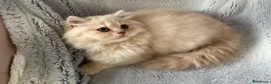 Cream Lh Simba 