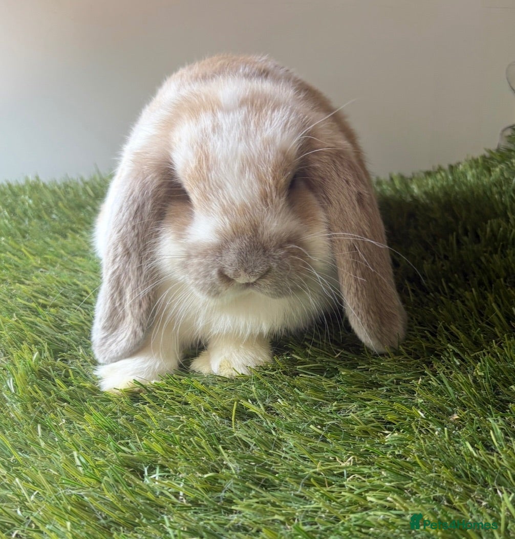 Mini Lop rabbits Stunning mini lop babies - amazing temperaments  - Advert 2