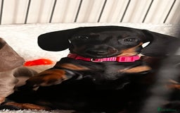 Miniature Dachshund dogs for sale: KC mini dachshund Black n Tan girl ready to home  - Image 6