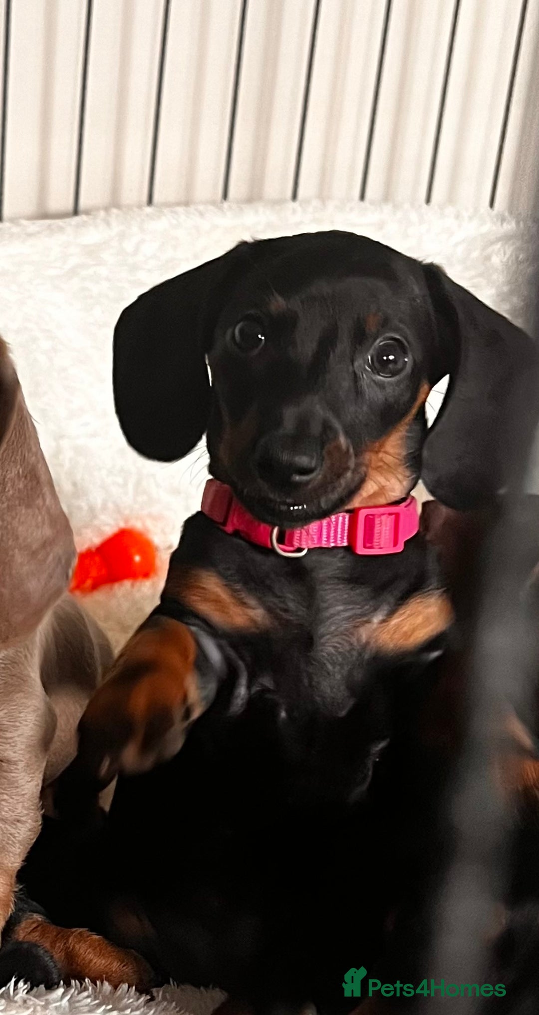 Miniature Dachshund dogs for sale: KC mini dachshund Black n Tan girl ready to home  - Image 6