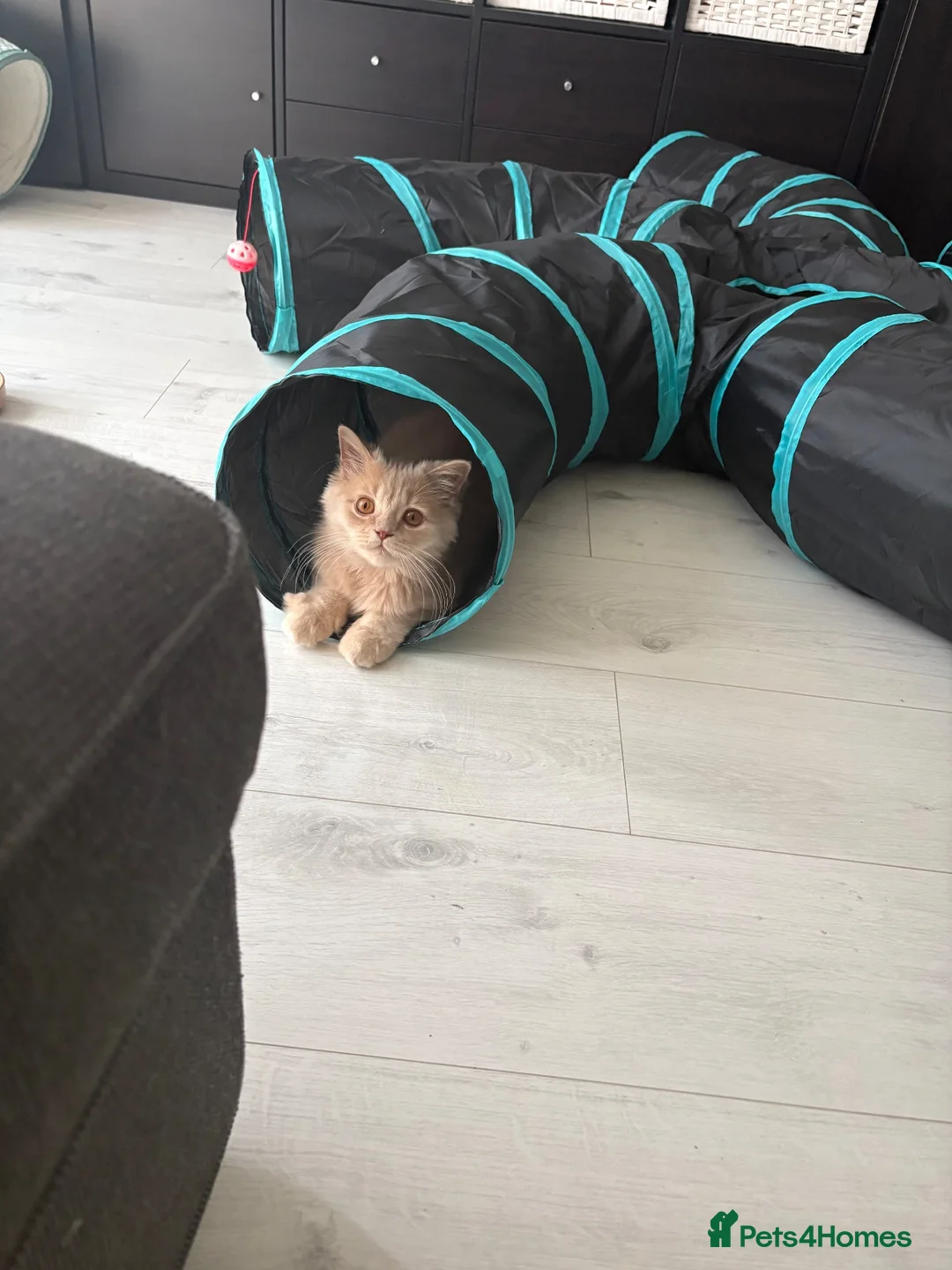 British Longhair cats for sale: Aslan - GCCF show prospect - Advert 1