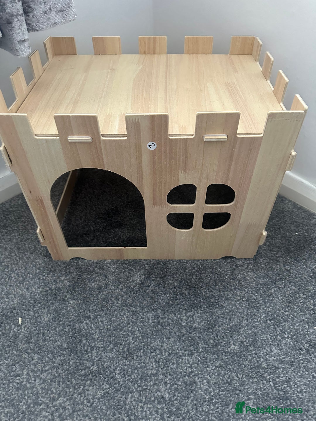 Mini Lop rabbits for sale: Mini lop rabbit - Image 7