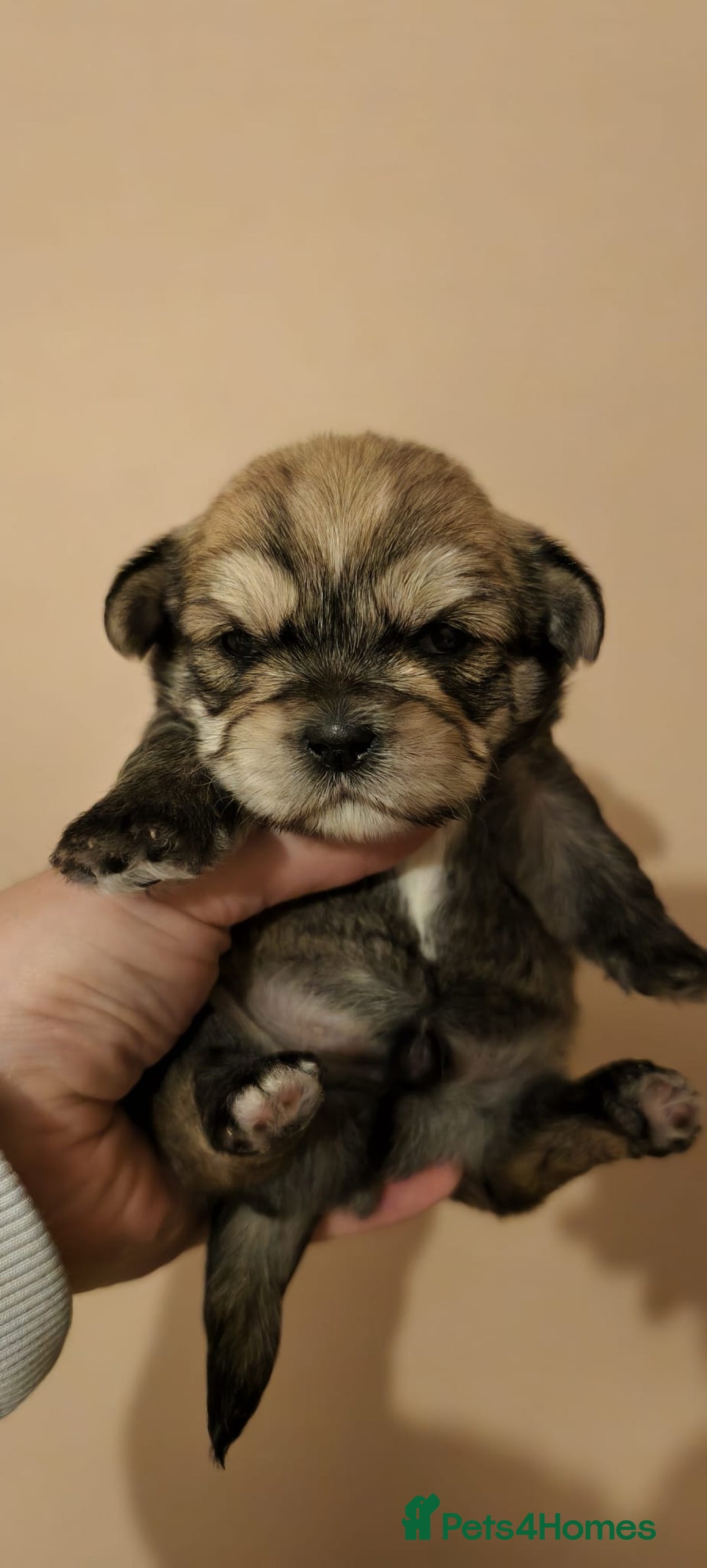 Shorkie dogs for sale: Shih tzu cross puppies  - Image 7