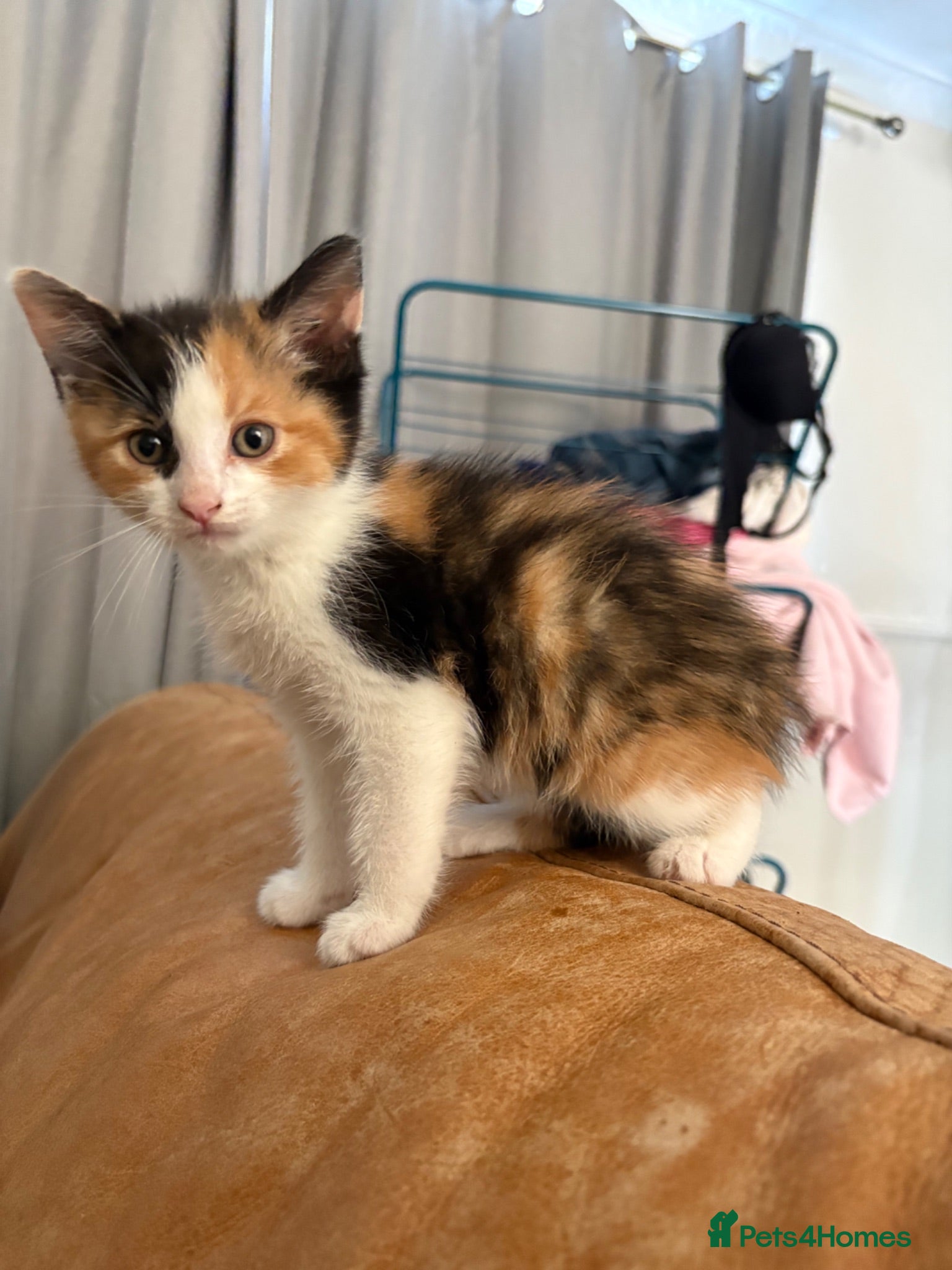 Mixed Breed cats 6/7 Week old Tortoise Female Kitten Daisy - Advert 5