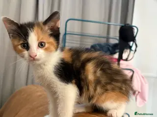 Mixed Breed cats 6/7 Week old Tortoise Female Kitten Daisy - Advert 5