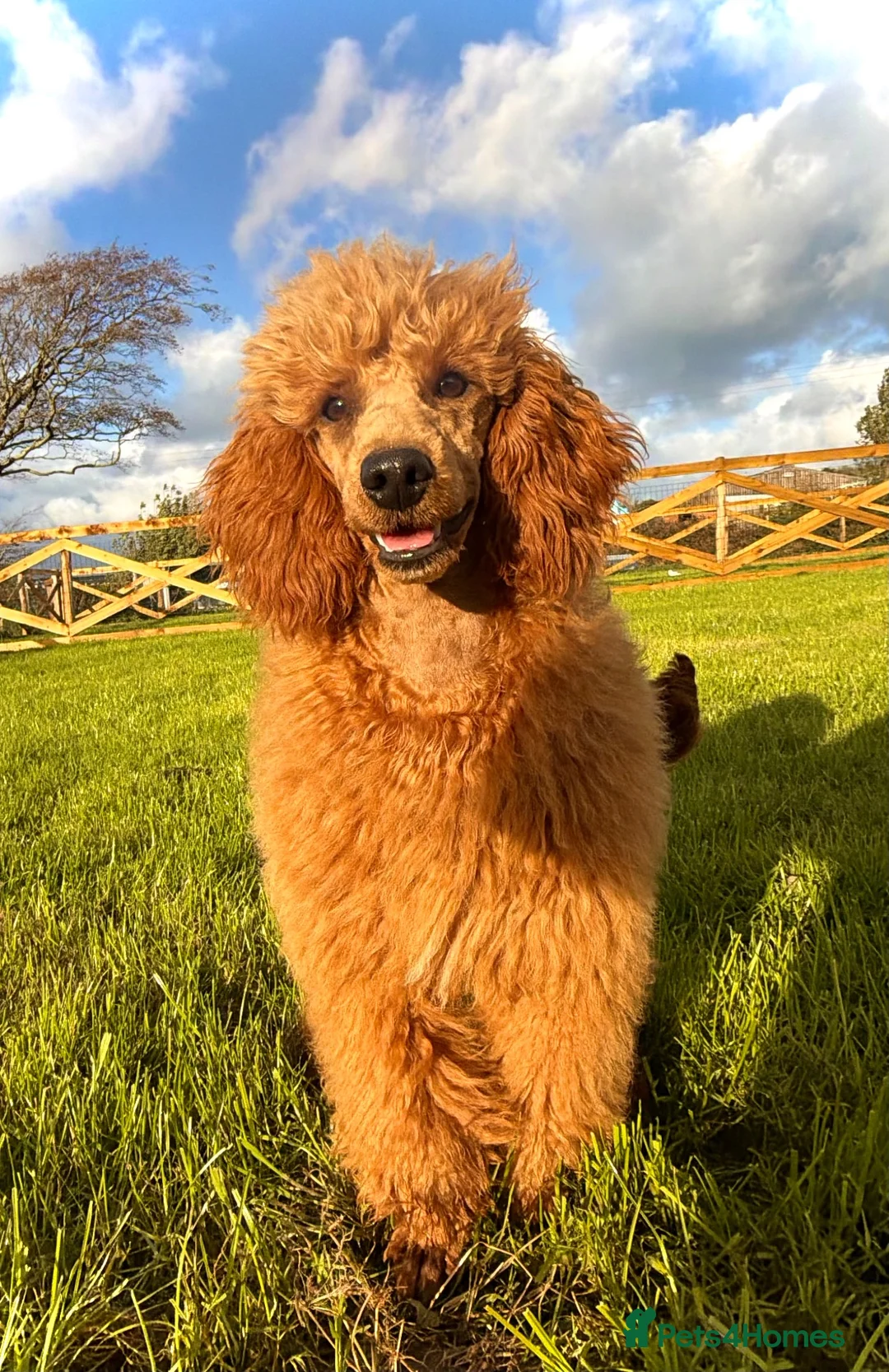 Miniature Poodle dogs for sale: Stunning Deep Red KC reg Miniature poodle stud dog - Advert 2