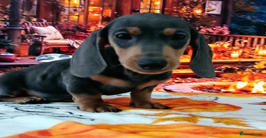 Dachshund dogs - Advert 11