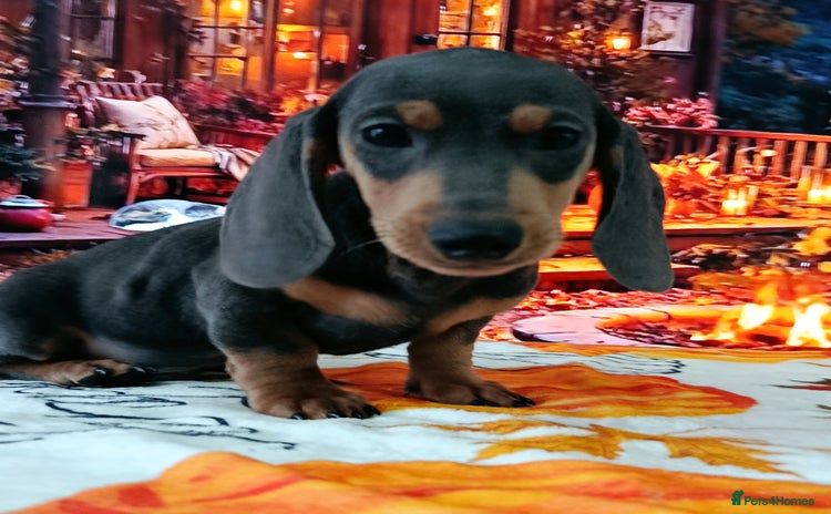 Dachshund dogs - Advert 2