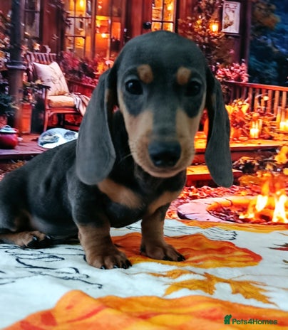 Dachshund dogs - Advert 3
