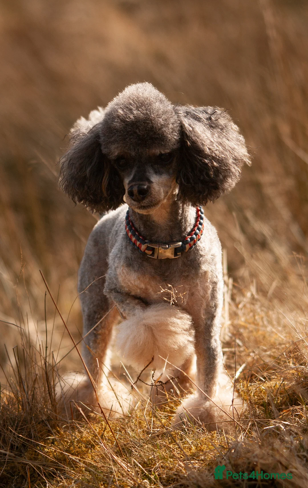 Toy Poodle dogs for stud: Phantom Toy poodle - Advert 8