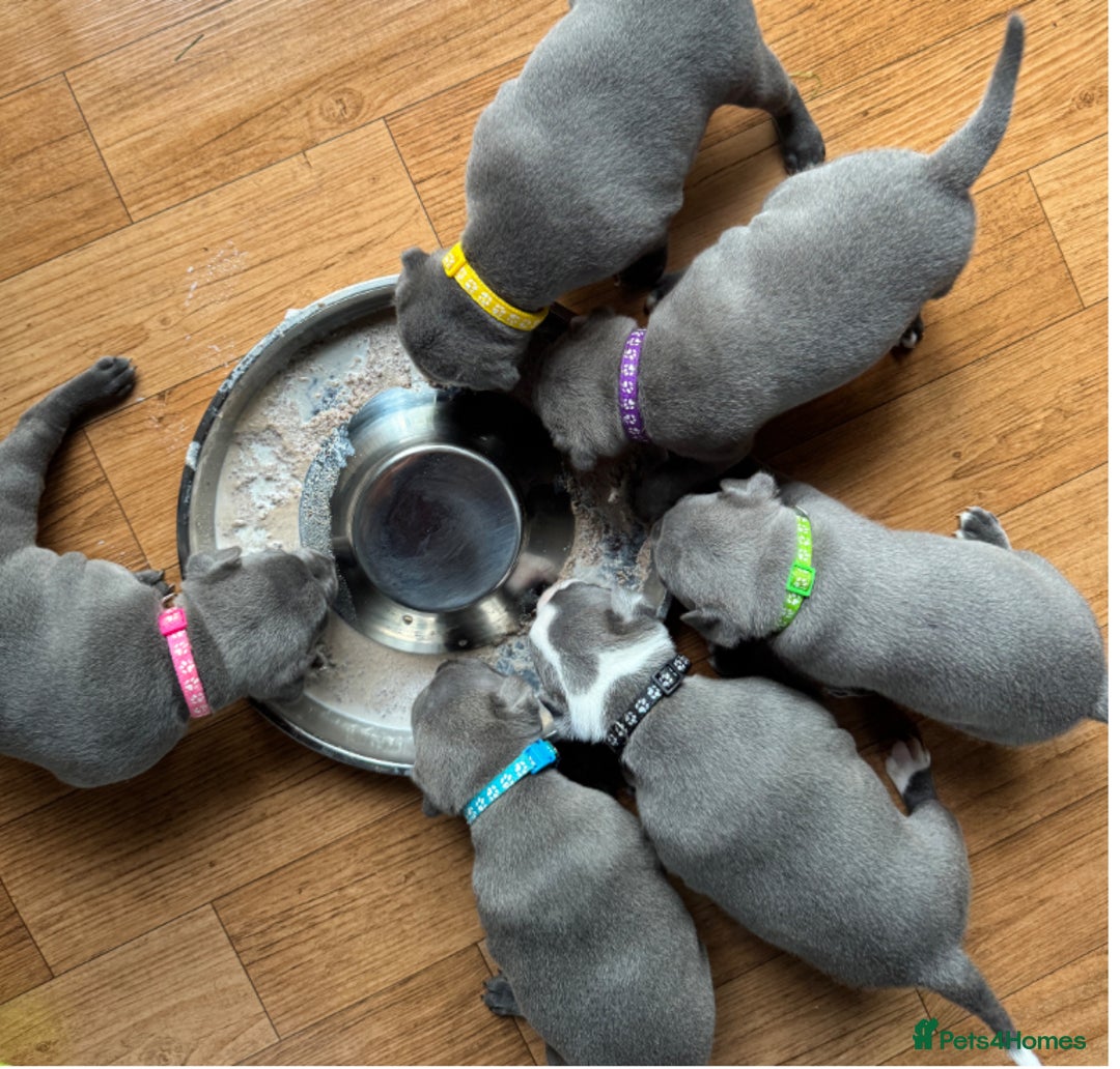 Staffordshire Bull Terrier dogs for sale: Worming Kc Reg %100Pure Staffy Puppies - Advert 10