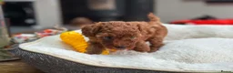 Toy Poodle dogs for sale: ✨ READY TO GO TO LOVING HOME ✨ - Advert 9